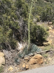 Hesperoyucca
