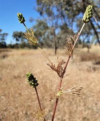 Adonis microcarpa