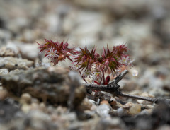 Dodecahema leptoceras