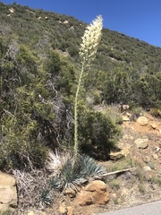 Hesperoyucca