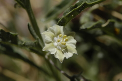 Chamaesaracha coronopus