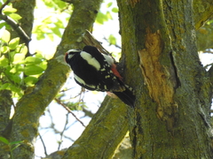 Dendrocopos major hispanus