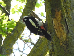 Dendrocopos major hispanus