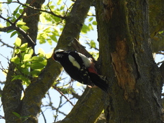 Dendrocopos major hispanus