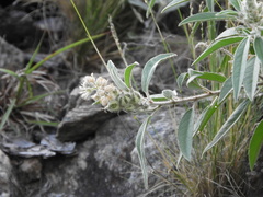 Croton serratifolius