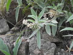 Croton serratifolius