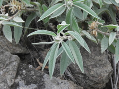 Croton serratifolius