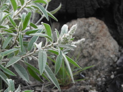 Croton serratifolius