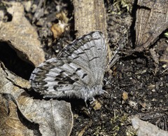 Celastrina asheri
