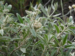 Croton serratifolius