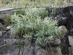 Croton serratifolius