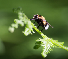 Volucella bombylans