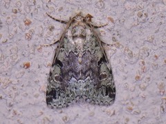 Maliattha concinnimacula