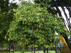 Cenostigma pluviosum