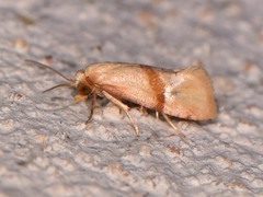 Cochylis caulocatax