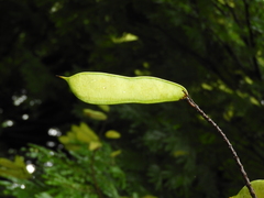 Cenostigma pluviosum