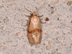 Cochylis caulocatax
