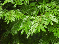 Cenostigma pluviosum