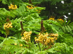 Cenostigma pluviosum