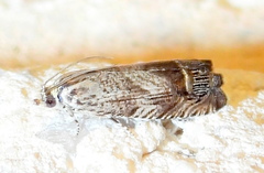 Ofatulena duodecemstriata