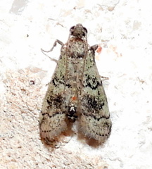 Cacotherapia flexilinealis
