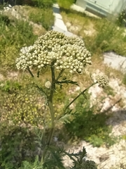 Achillea ligustica
