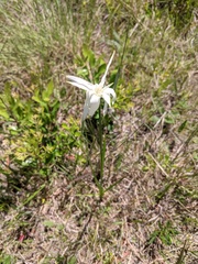 Rhynchospora latifolia