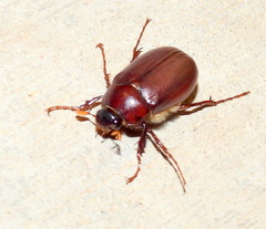 Phyllophaga crassissima