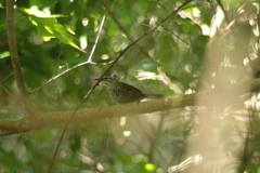 Pheugopedius maculipectus