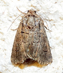 Sympistis induta