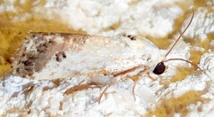 Ponometia phecolisca