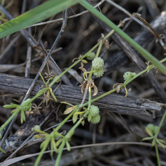 Galium verrucosum