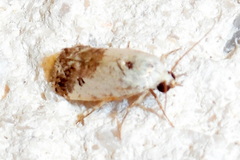 Ponometia phecolisca