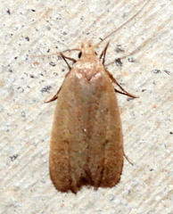 Inga obscuromaculella