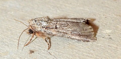 Sympistis induta