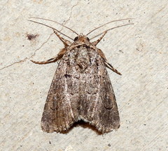 Sympistis induta