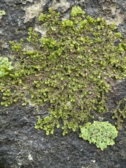Frullania inflata