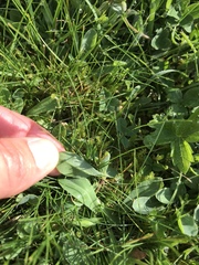 Pilosella lactucella