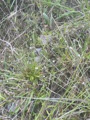 Lachnocaulon