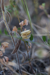 Medicago orbicularis