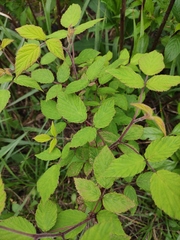 Rubus hirsutus