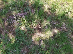 Thymus