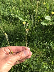 Pilosella lactucella