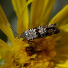Lithariapteryx abroniaeella