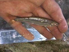 Cyprinella spiloptera