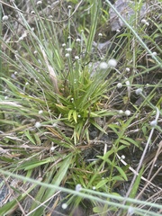 Lachnocaulon