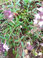 Thymus