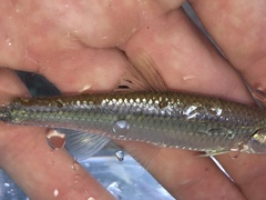 Cyprinella spiloptera