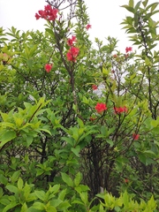 Rhododendron mariesii