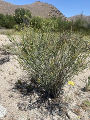 Stillingia linearifolia